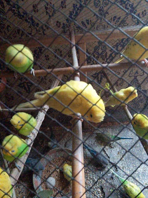 Australian budgies for sale 3