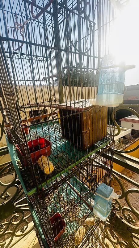 parrot cage for sale with birds 1