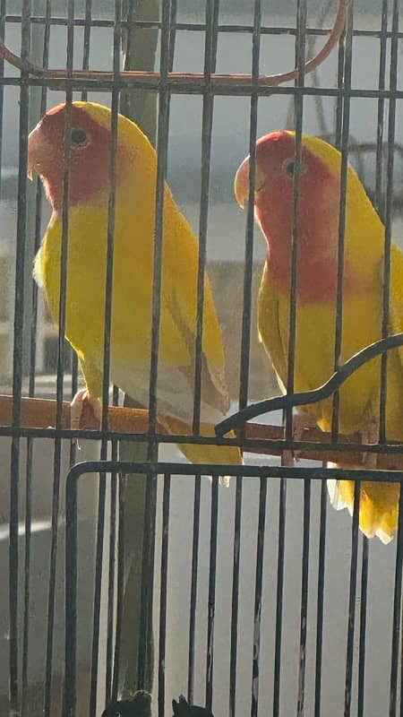 parrot cage for sale with birds 3