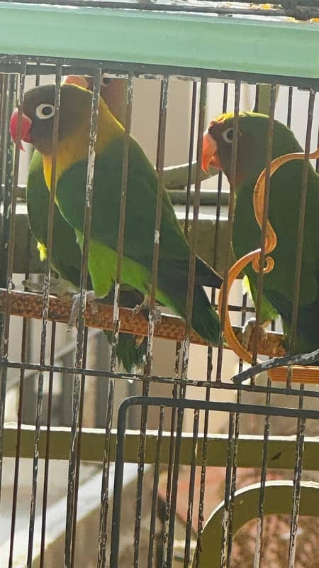 parrot cage for sale with birds 4