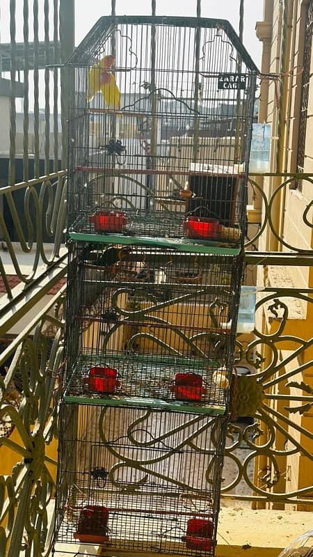 parrot cage for sale with birds 5