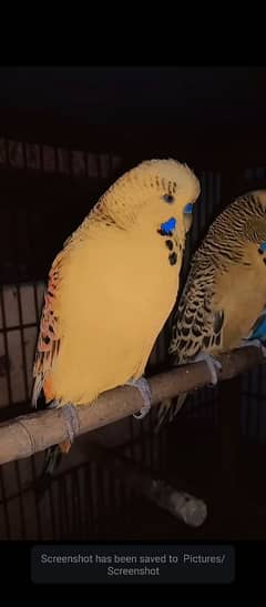 exhibition breeder pair