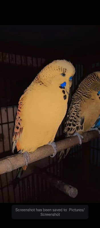 exhibition breeder pair 0