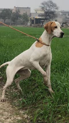 English pointer female