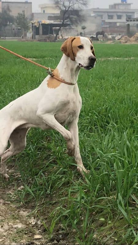 English pointer female 1