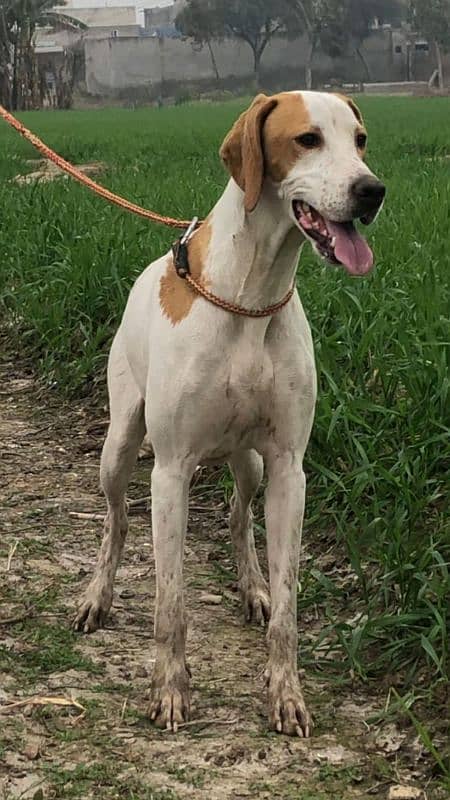 English pointer female 2