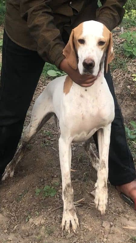 English pointer female 3