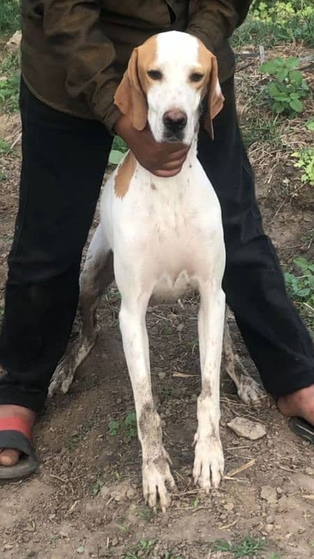 English pointer female 4