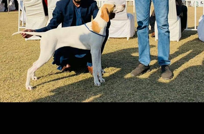 English pointer female 5