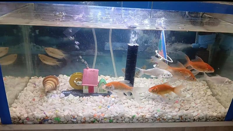 Fishes for sale 8 to 9 type 0