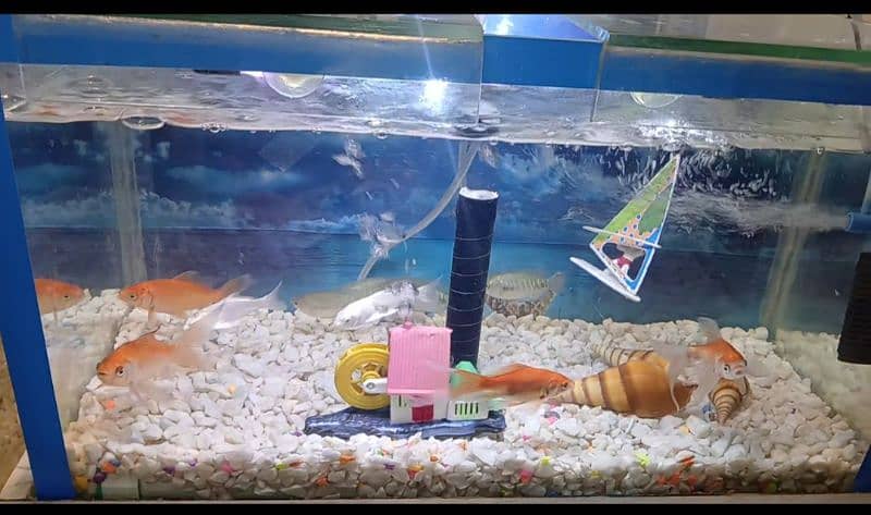 Fishes for sale 8 to 9 type 1