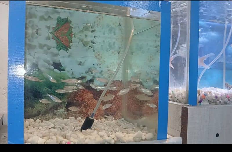 Fishes for sale 8 to 9 type 2