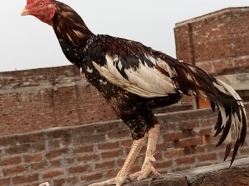 Is pair k 25 days k chicks for sale hai(03052170798) what's 1