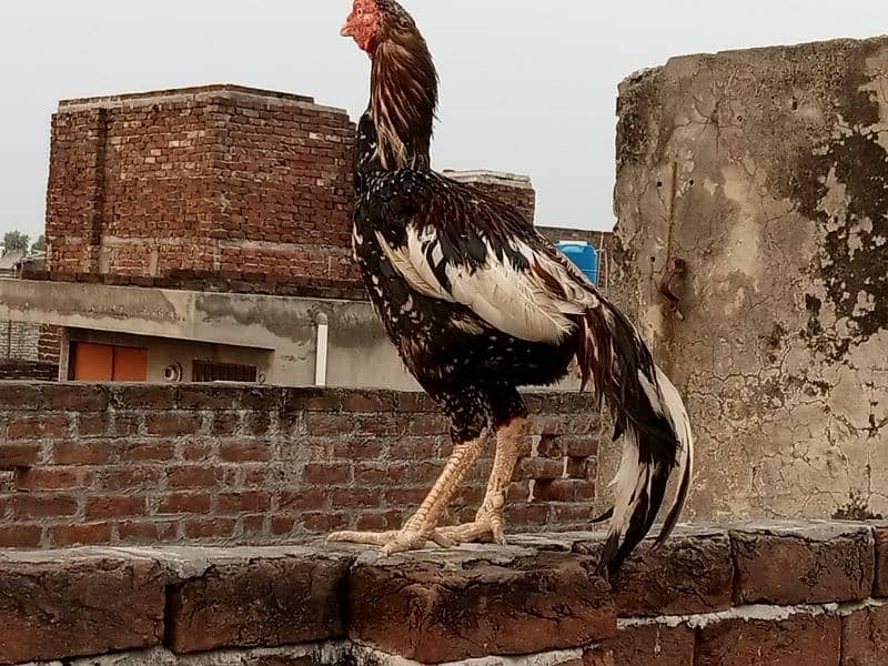 Is pair k 25 days k chicks for sale hai(03052170798) what's 3