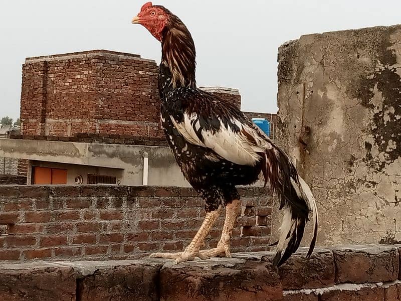 Is pair k 25 days k chicks for sale hai(03052170798) what's 4