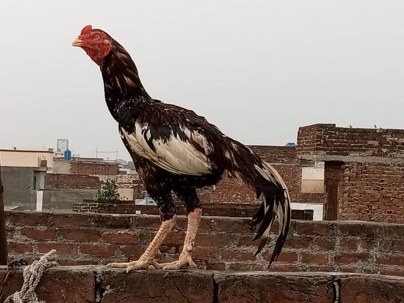 Is pair k 25 days k chicks for sale hai(03052170798) what's 5