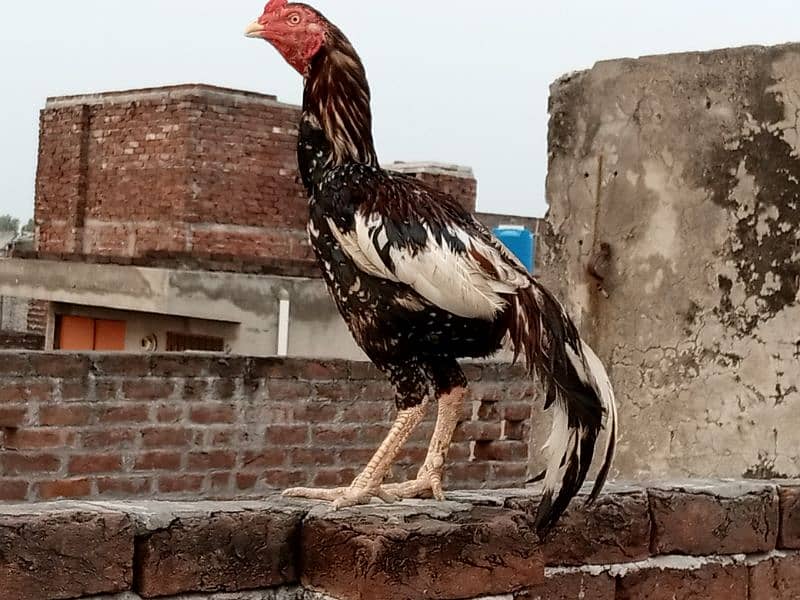 Is pair k 25 days k chicks for sale hai(03052170798) what's 6