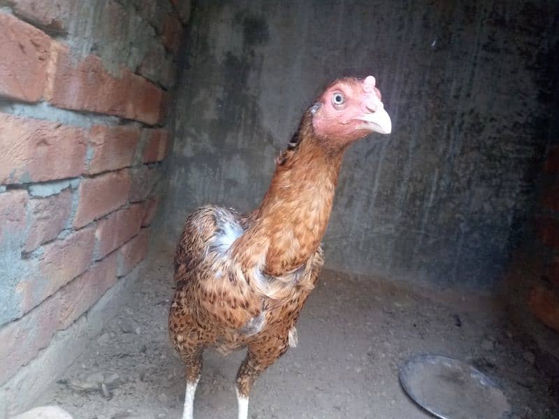 2 pure thai female hens for sale anday b dy rhi han 0