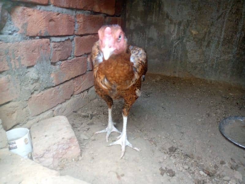 2 pure thai female hens for sale anday b dy rhi han 1