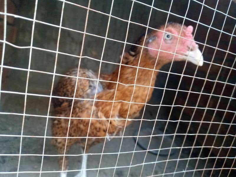 2 pure thai female hens for sale anday b dy rhi han 2