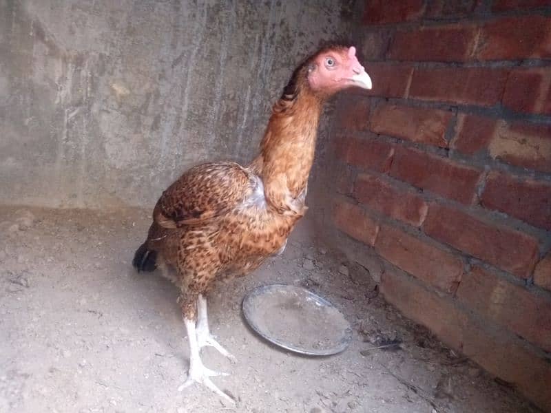 2 pure thai female hens for sale anday b dy rhi han 3