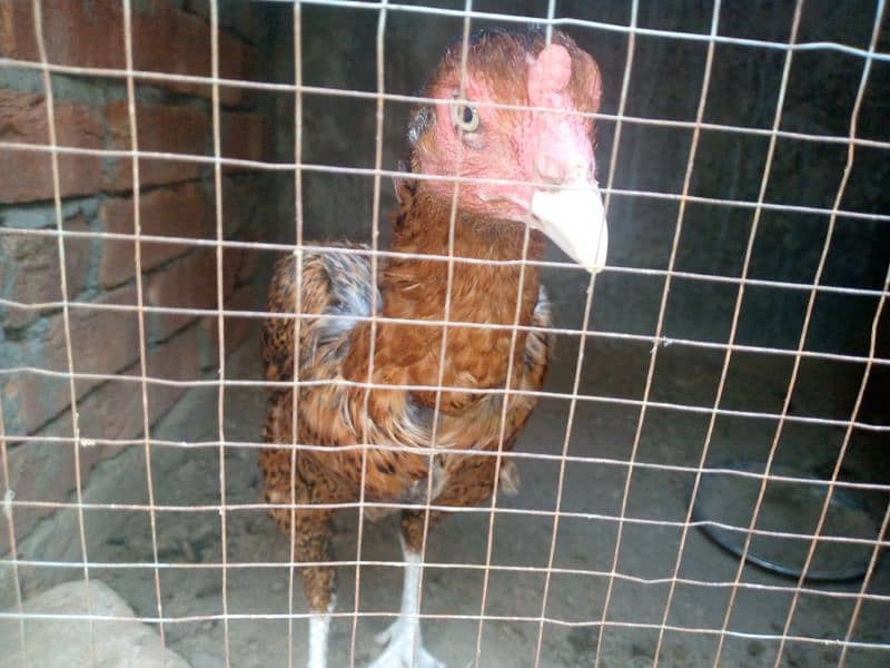 2 pure thai female hens for sale anday b dy rhi han 4