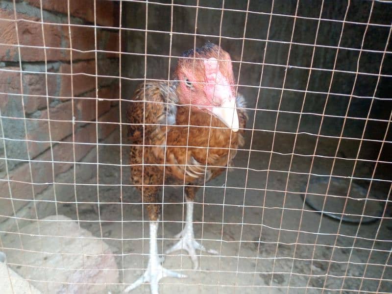 2 pure thai female hens for sale anday b dy rhi han 5