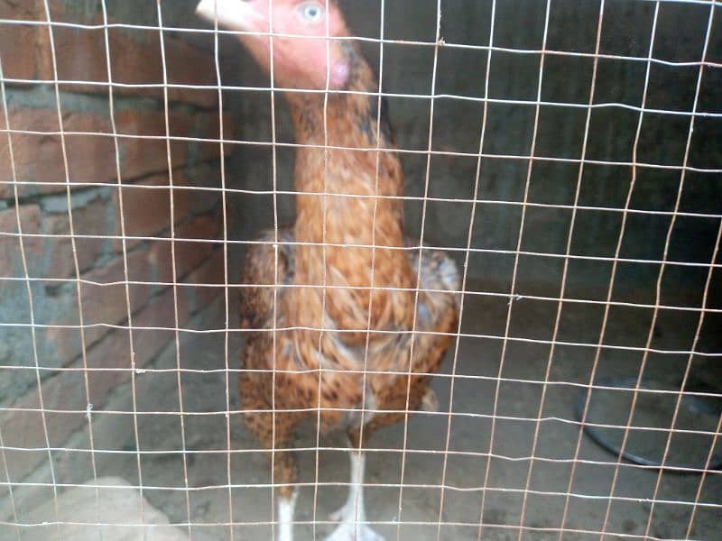 2 pure thai female hens for sale anday b dy rhi han 6