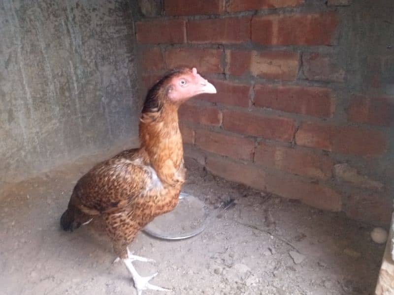 2 pure thai female hens for sale anday b dy rhi han 7