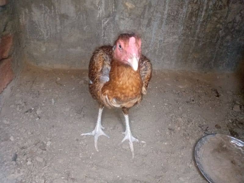 2 pure thai female hens for sale anday b dy rhi han 9