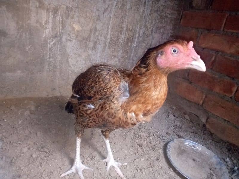 2 pure thai female hens for sale anday b dy rhi han 10