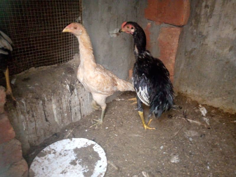 2 pure thai female hens for sale anday b dy rhi han 11