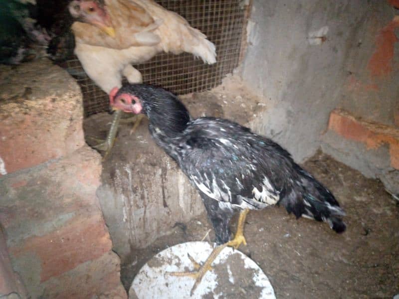 2 pure thai female hens for sale anday b dy rhi han 13