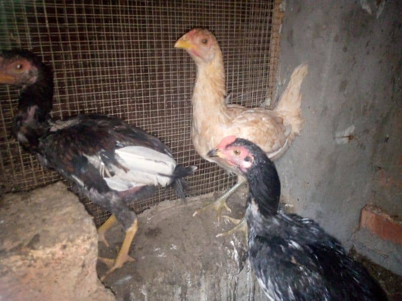 2 pure thai female hens for sale anday b dy rhi han 14