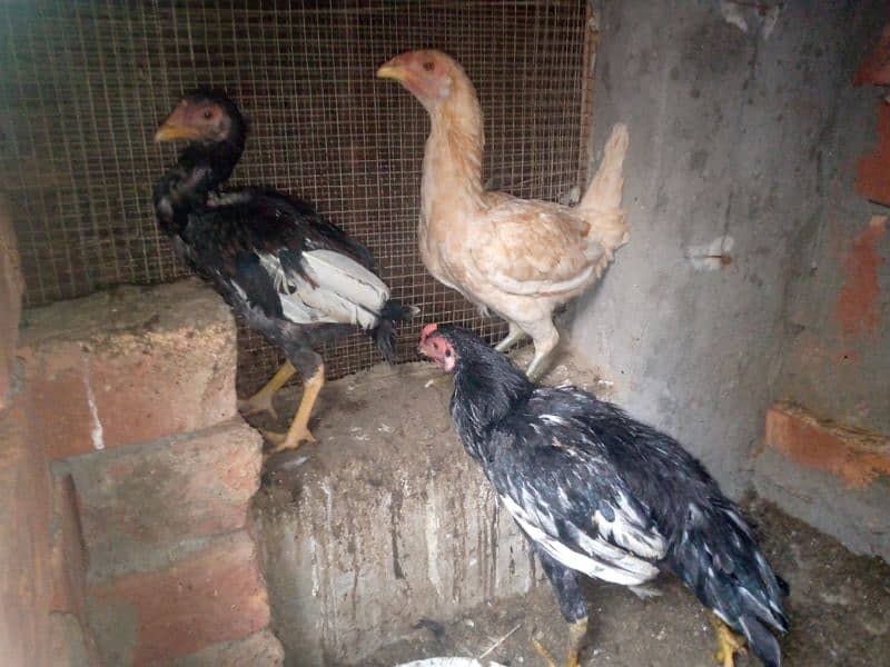 2 pure thai female hens for sale anday b dy rhi han 15