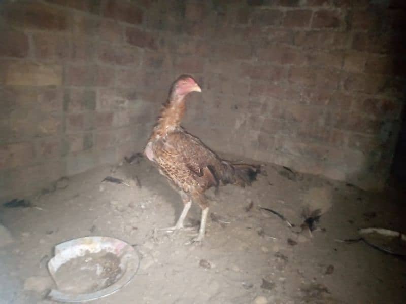 2 pure thai female hens for sale anday b dy rhi han 17