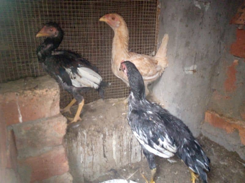 2 pure thai female hens for sale anday b dy rhi han 18