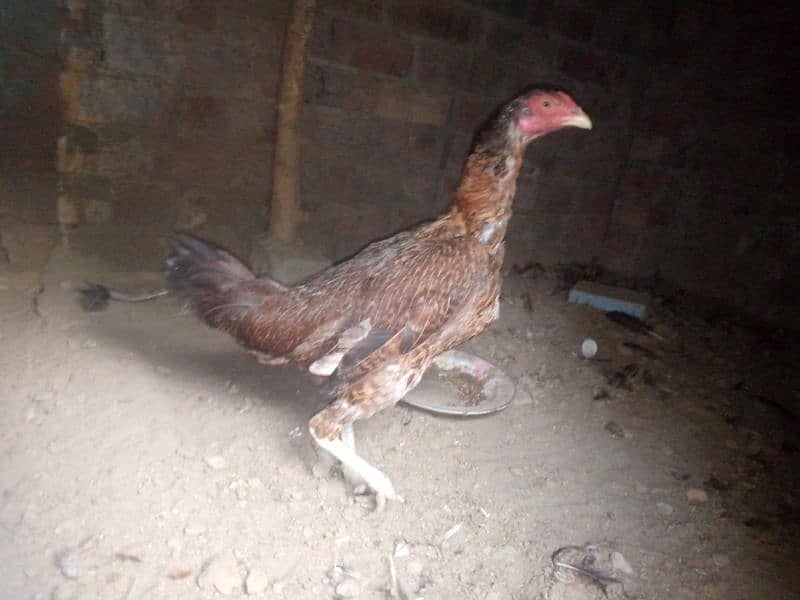 2 pure thai female hens for sale anday b dy rhi han 19