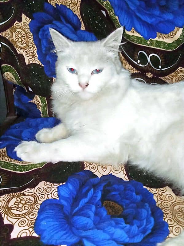 Persian cat age 1.5 years 1