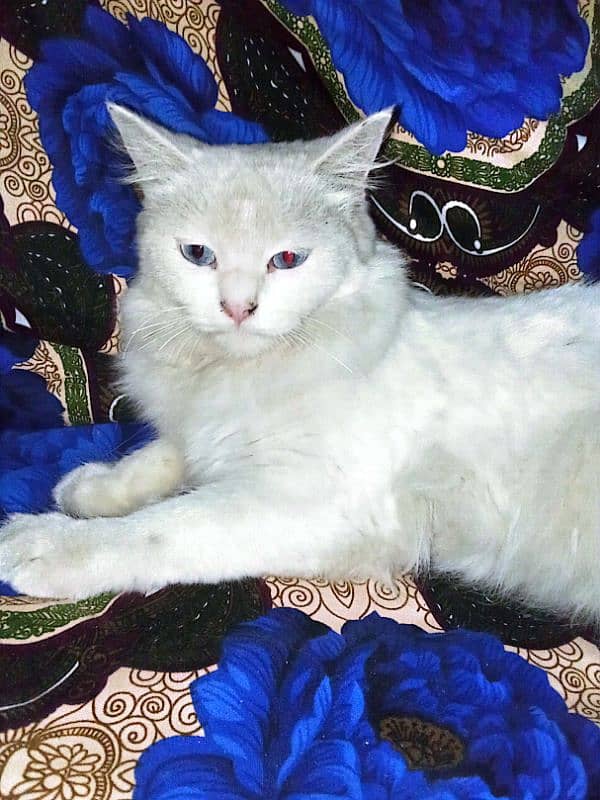 Persian cat age 1.5 years 2