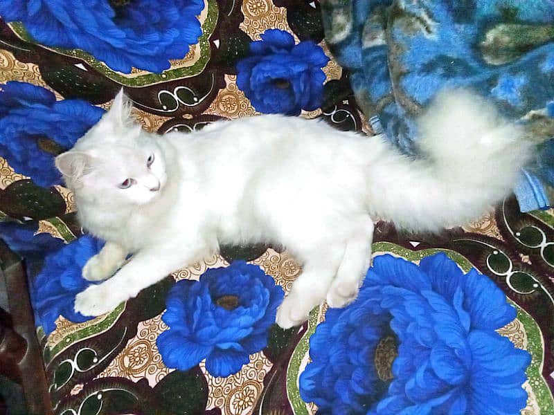 Persian cat age 1.5 years 3