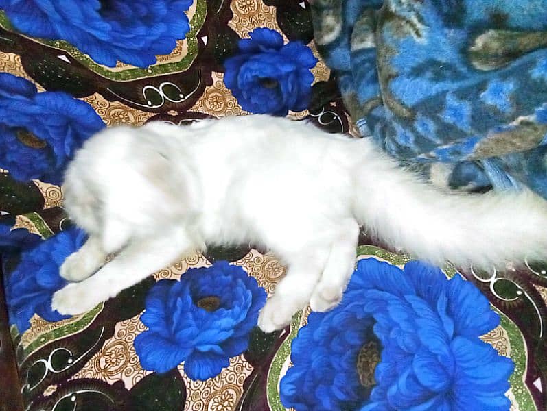 Persian cat age 1.5 years 4