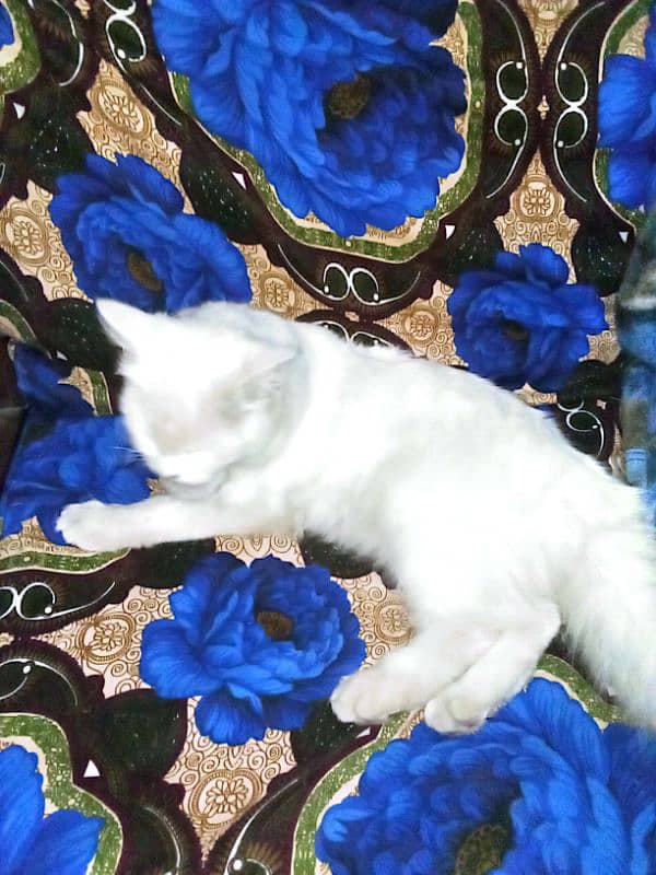 Persian cat age 1.5 years 6