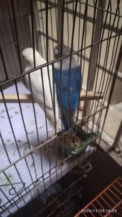 love bird for sale three pairs. without cages