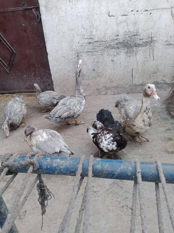 Mascavi ducks for sale 0