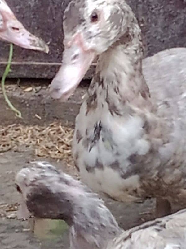 Mascavi ducks for sale 3