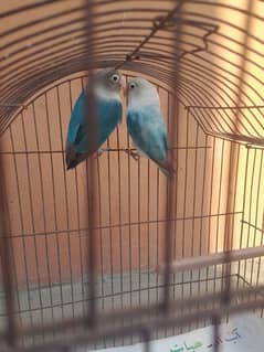 Buy Blue Fisher, get one Budgie Free