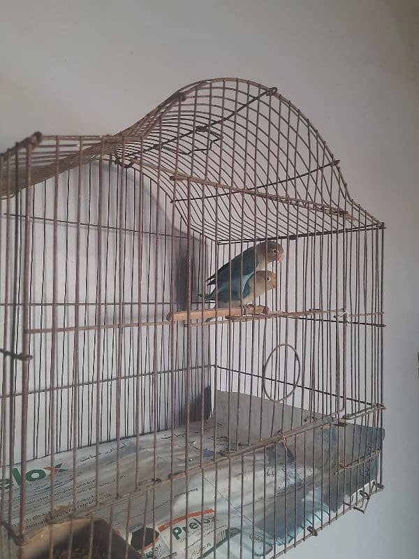 Buy Blue Fisher, get one Budgie Free 1