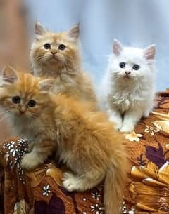 Beautiful Persian kittens available.