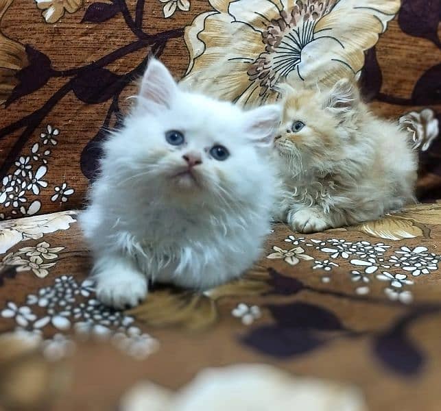 Beautiful Persian kittens available. 1